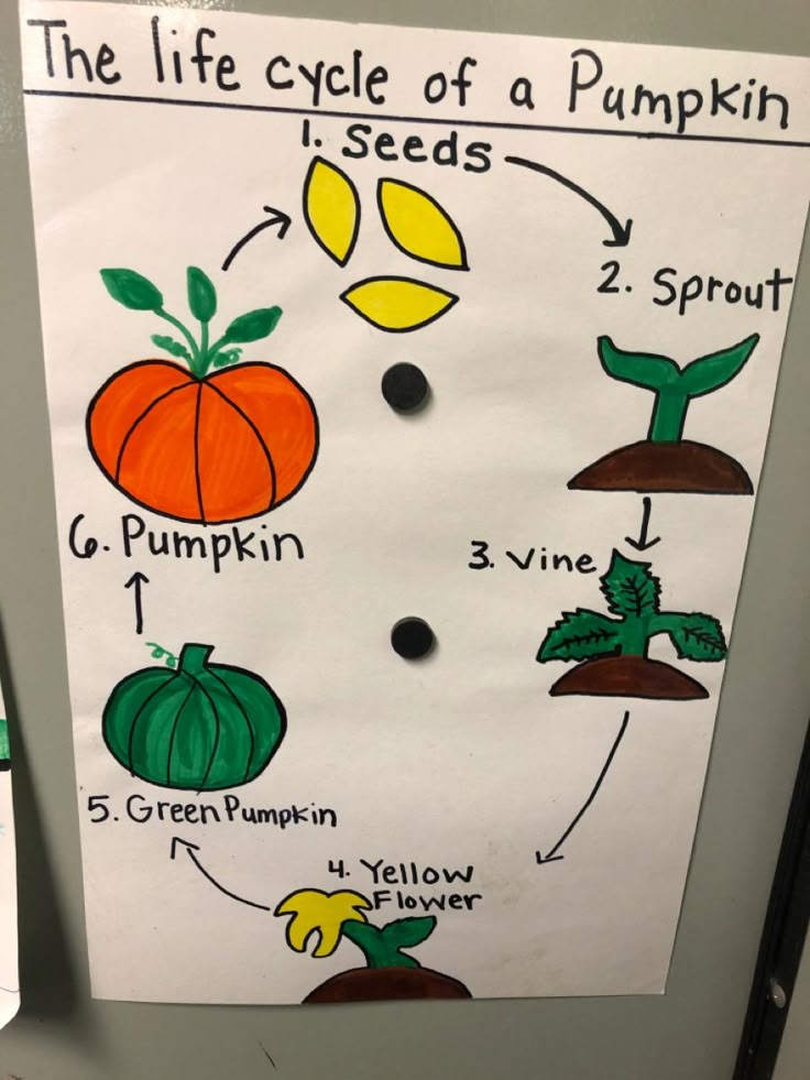 the life cycle of a pumpkin is shown on a bulletin board in an elementary classroom