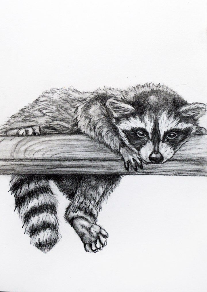 a drawing of a raccoon resting on a piece of wood