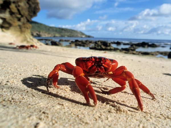 a close up of a crab on the beach