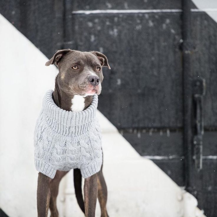 a dog with a sweater on standing in front of a black and white wall,