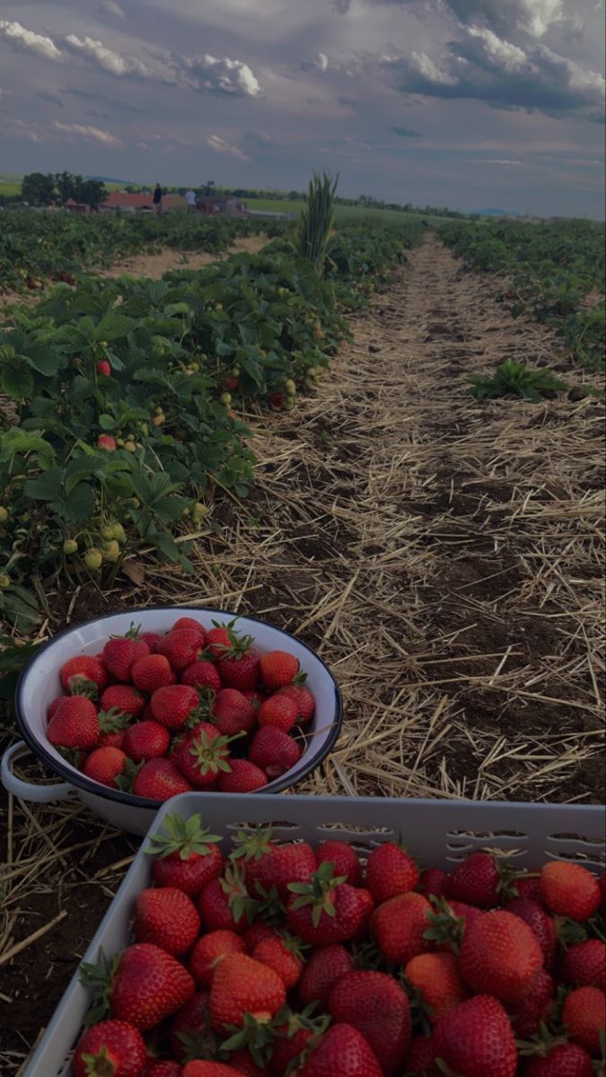 two buckets of strawberries sit in the middle of a field