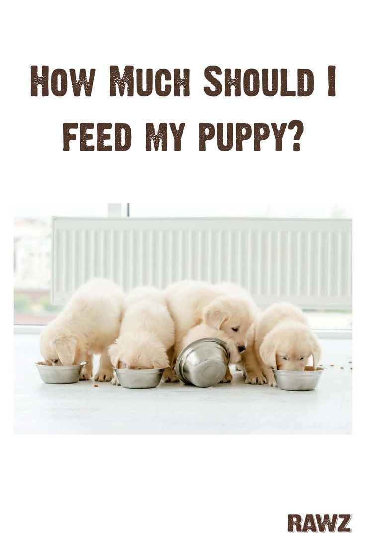 three puppies are eating out of their food bowls with the caption how much should i feed my puppy?