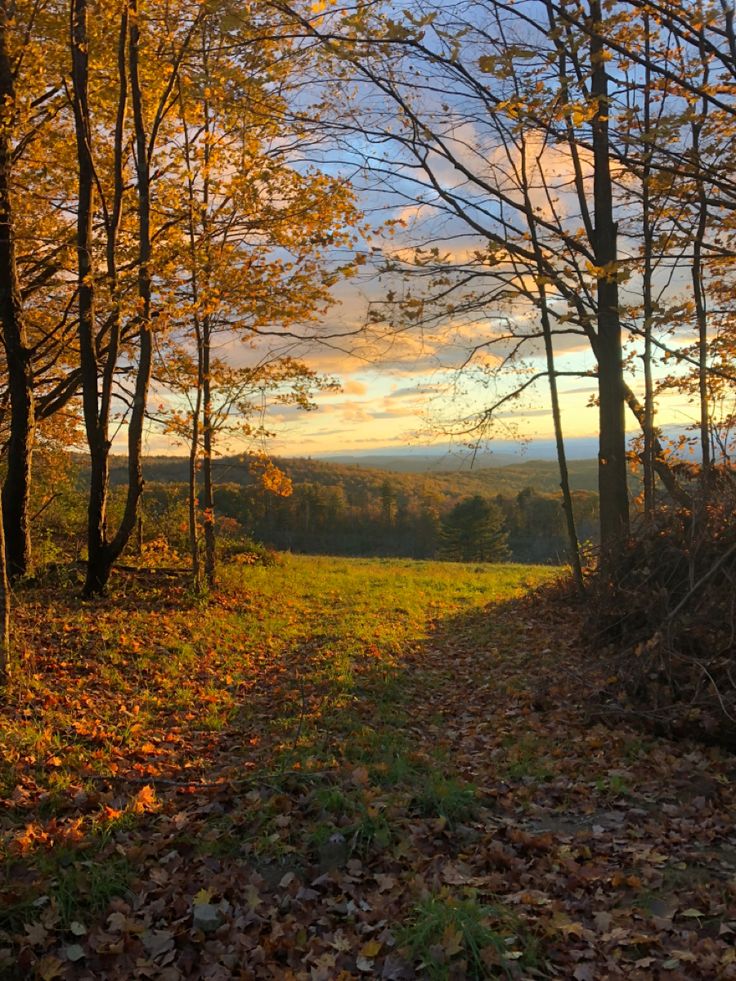 the sun shines through the trees and leaves on the ground in this autumn scene