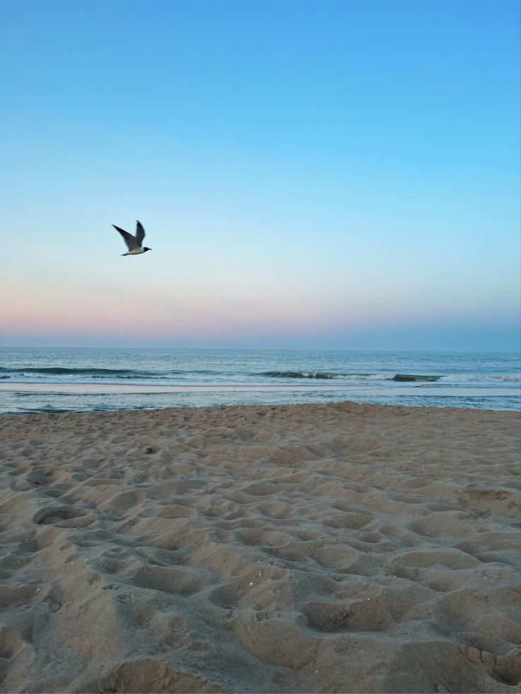 a bird flying over the beach at sunset