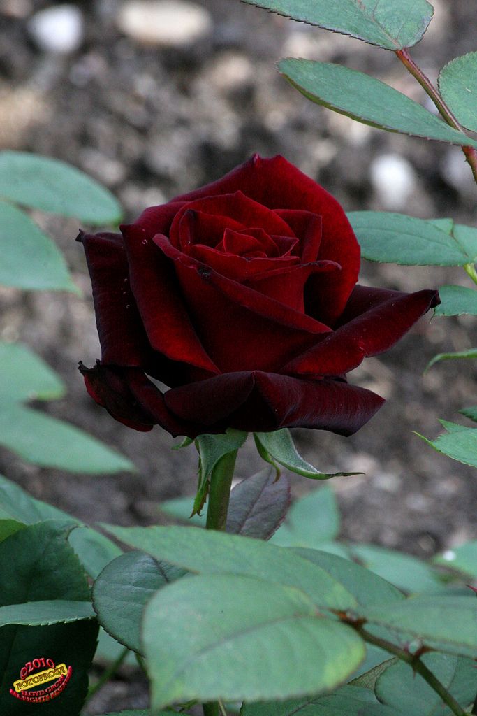 a single red rose with green leaves in the foreground and dirt ground behind it