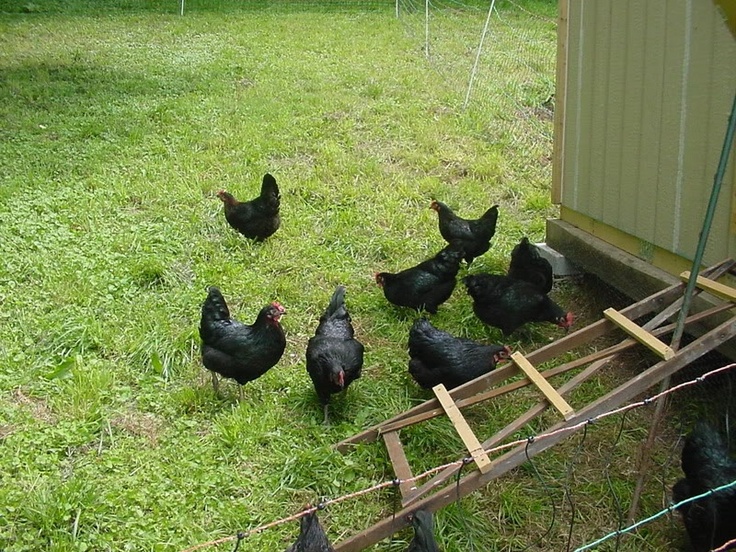 a group of black chickens walking around in the grass next to a shed and fence