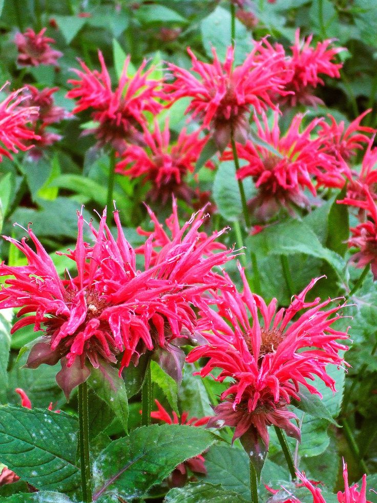 red flowers with green leaves in the foreground and an arrow pointing to the center