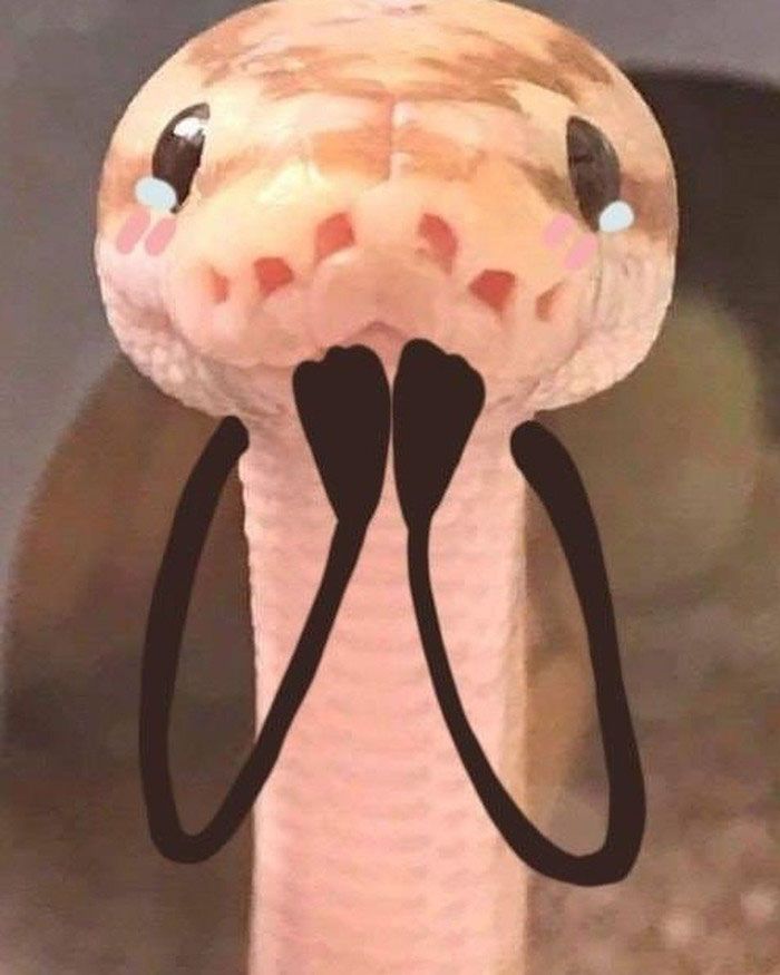 a close up of a snake's head with its tongue sticking out