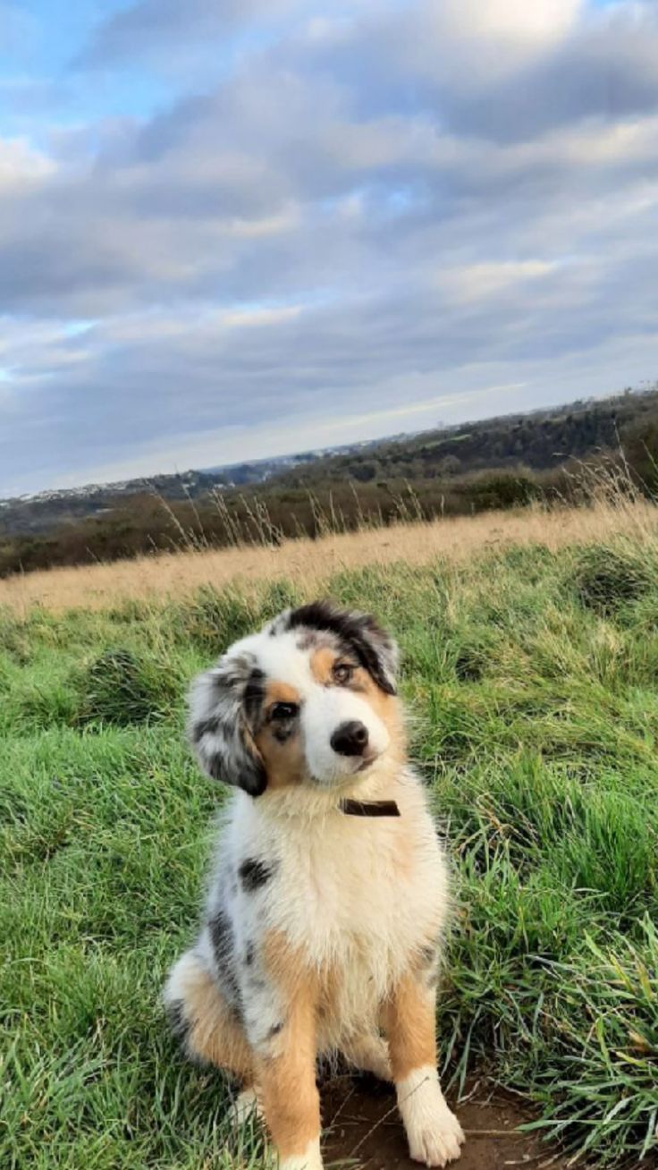 a brown and white dog sitting on top of a lush green field next to tall grass