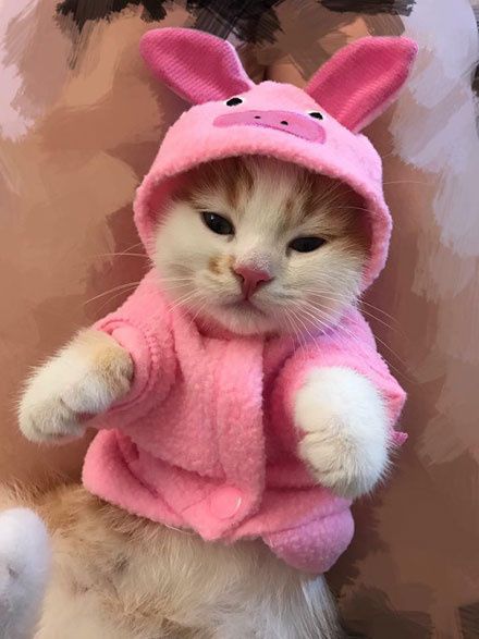 a cat wearing a pink bunny costume on top of a couch with it's paws in the air