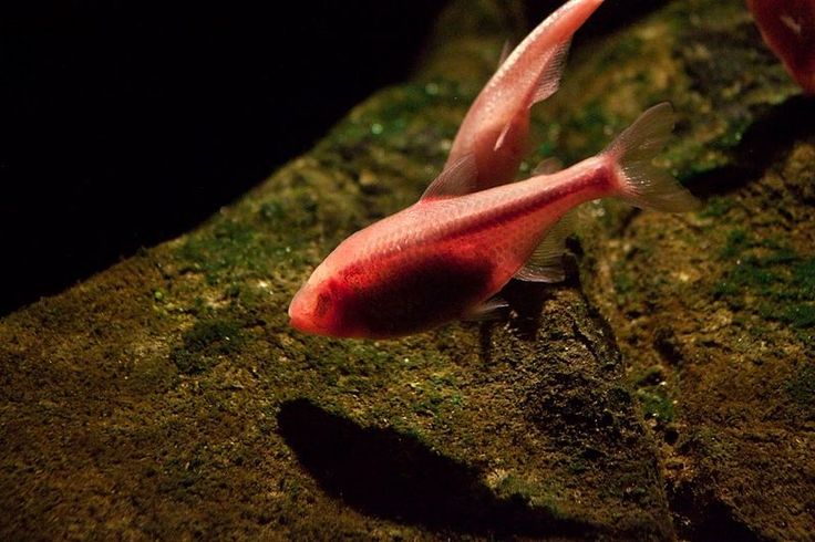 two pink fish swimming in an aquarium