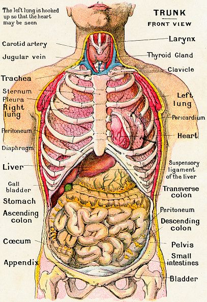 diagram of the human body organs and their functions