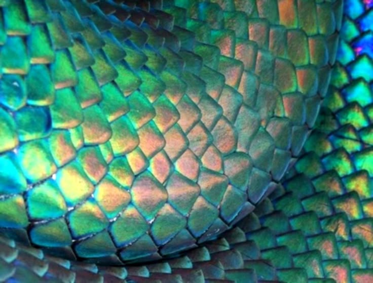 close up view of the skin of a green snake's head with blue and yellow scales