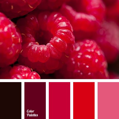 red raspberries are arranged in a color palette with the same hue as each other