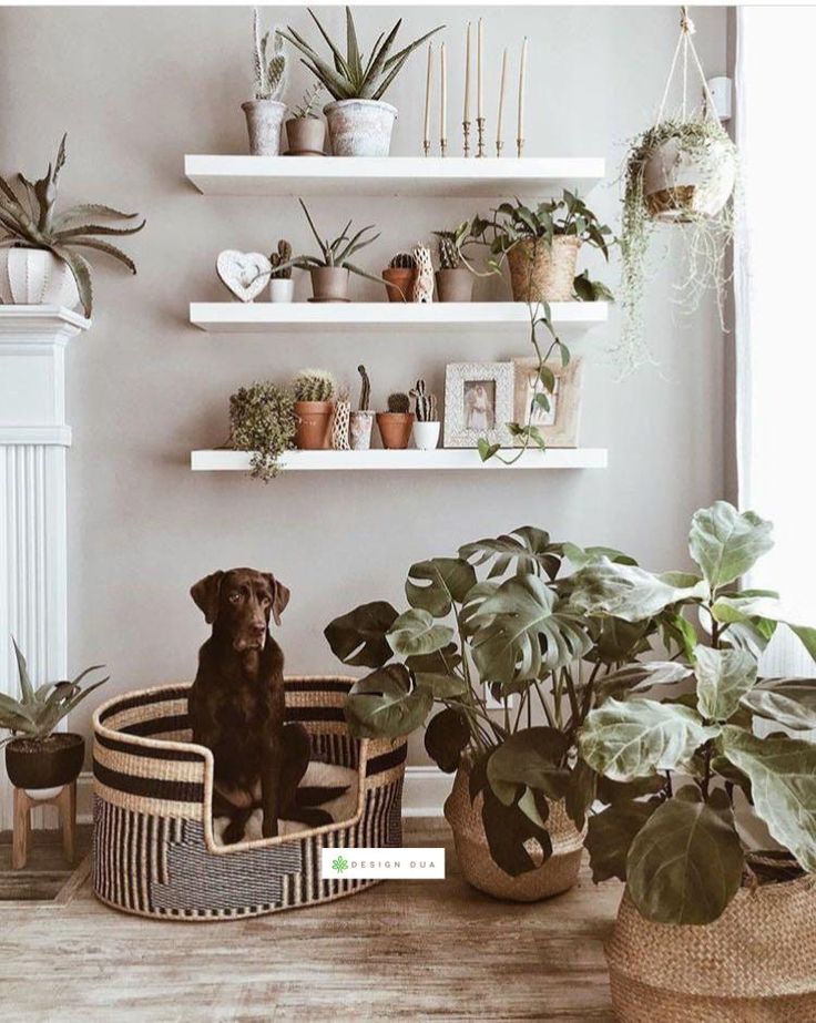 a brown dog sitting in a basket next to plants and potted plants on shelves