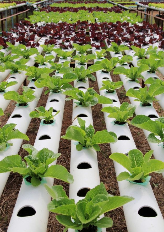 rows of plastic pipes with plants growing in them