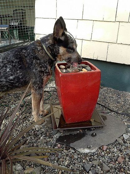 a black and brown dog standing next to a red container filled with food on top of gravel