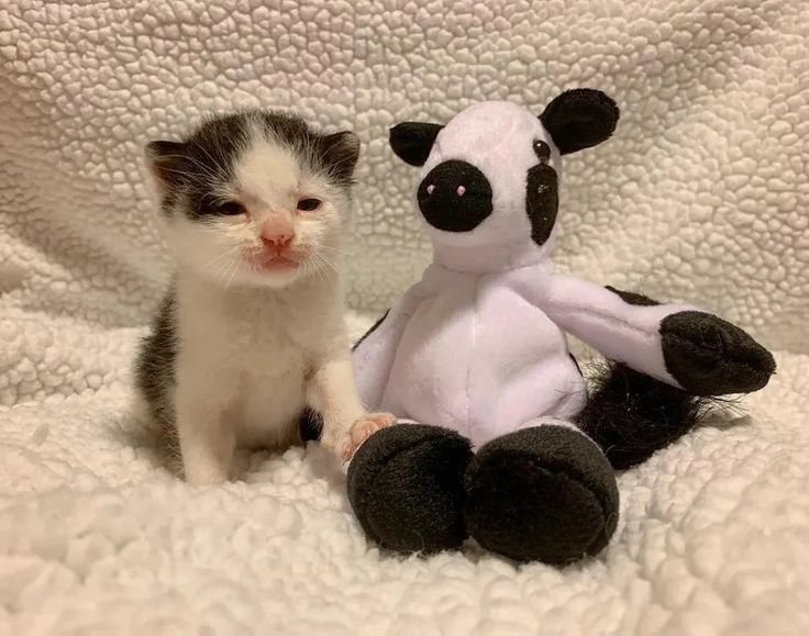 a small kitten sitting next to a stuffed cow on a white bed sheet with a black and white teddy bear