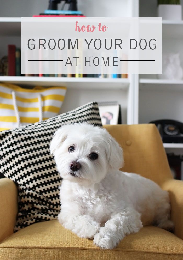 a white dog sitting on top of a couch