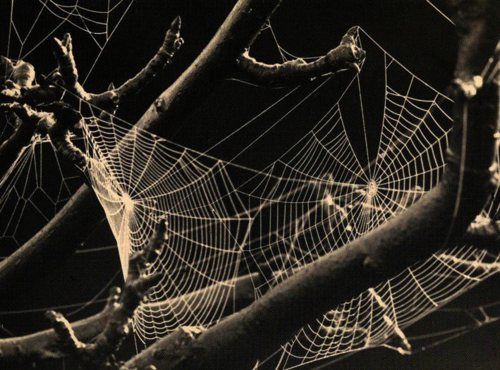 a spider web hanging from a tree branch in the night time with no leaves on it