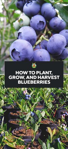 blueberries growing on trees with the words how to plant, grow and harvest blueberries