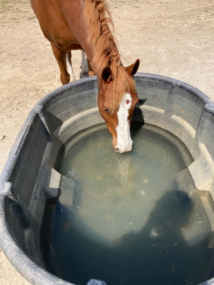 a horse drinking water from a metal trough