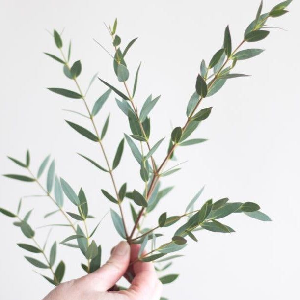 a hand holding a branch with green leaves