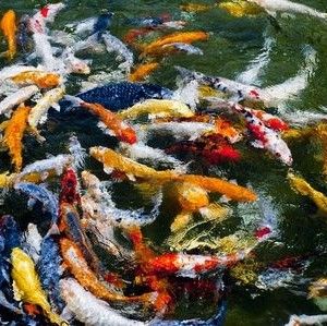 many fish are swimming in the water together