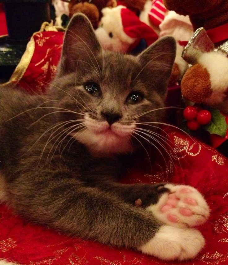 a gray and white cat laying on top of a red blanket next to stuffed animals