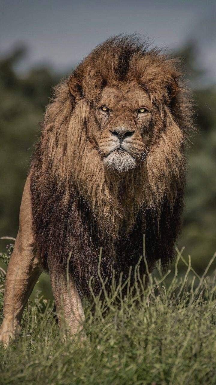 a large brown lion standing on top of a lush green field