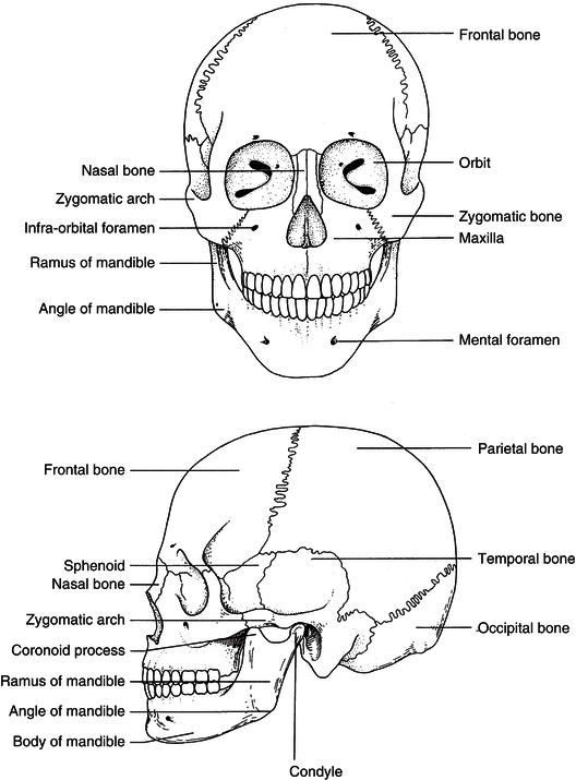 the bones and their major structures are labeled in this diagram, which shows the location of each