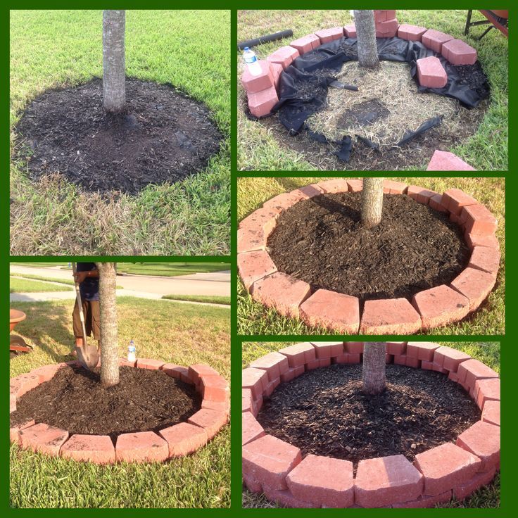 four different pictures of a tree in the middle of a circle with dirt around it