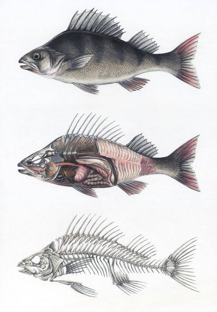 three different types of fish are shown in this drawing