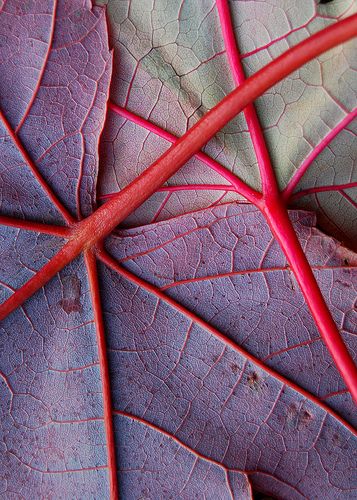 a close up view of some leaves with the words, progetto botanica di