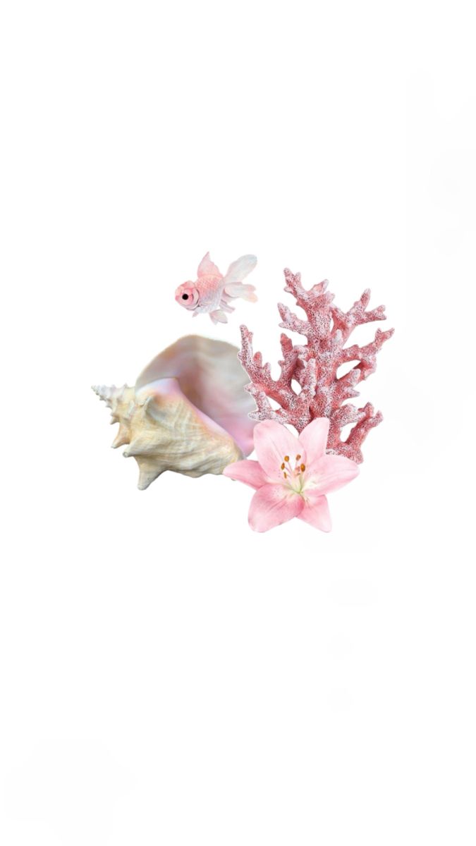 pink flowers and seashells against a white background