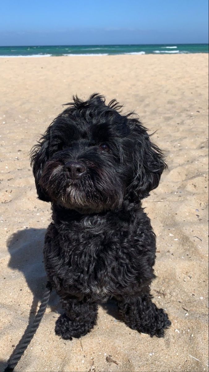 a small black dog sitting on top of a sandy beach