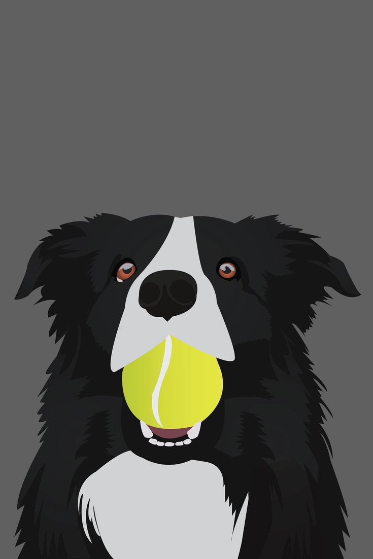 a black and white dog with a tennis ball in its mouth on a gray background