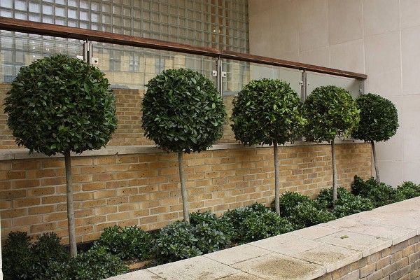 three trees are lined up against a brick wall