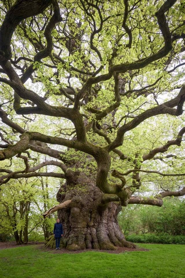 a man standing in front of a large tree with lots of branches and green grass