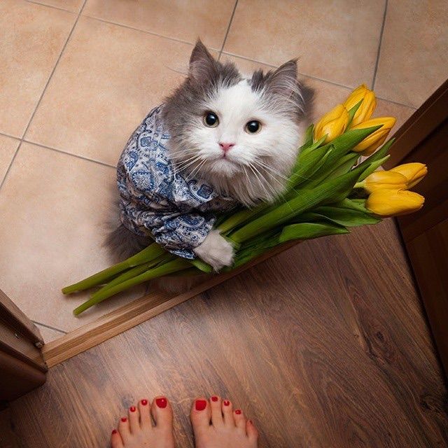 a gray and white cat sitting on top of a wooden floor next to yellow flowers