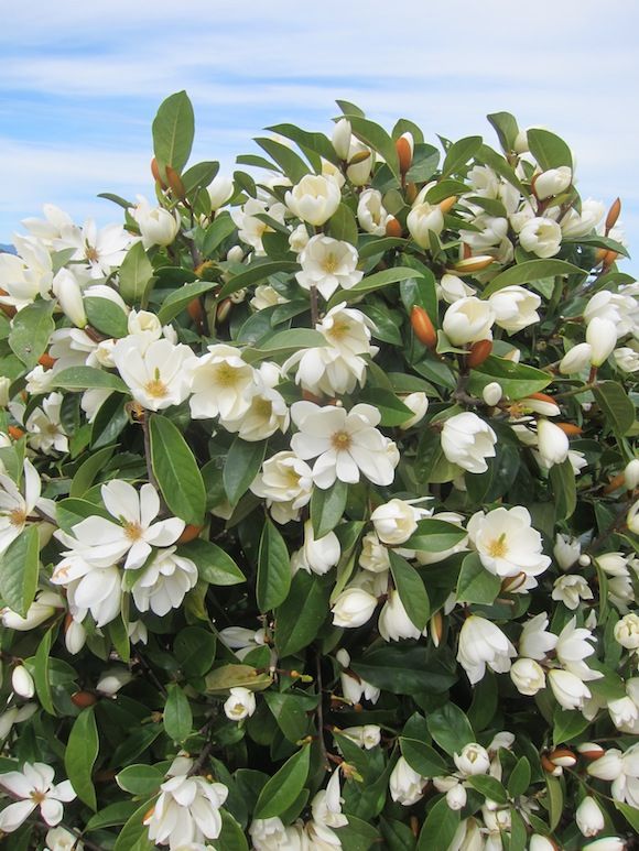 white flowers are blooming on the top of a bush in front of a blue sky