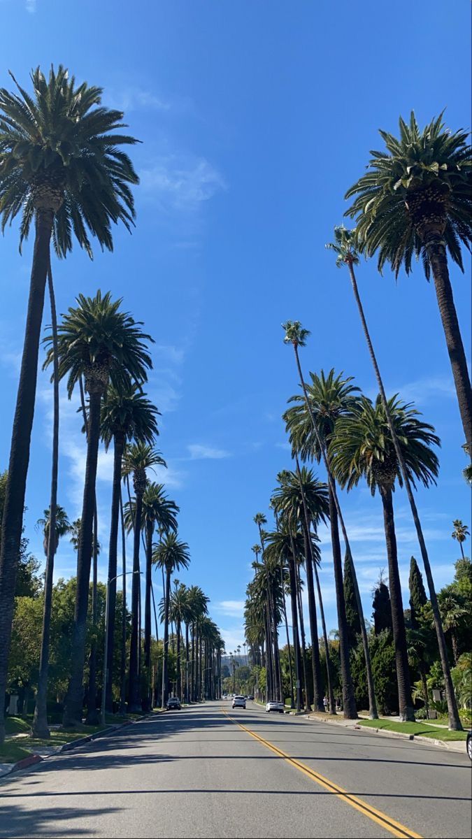 palm trees line the street in front of a blue sky