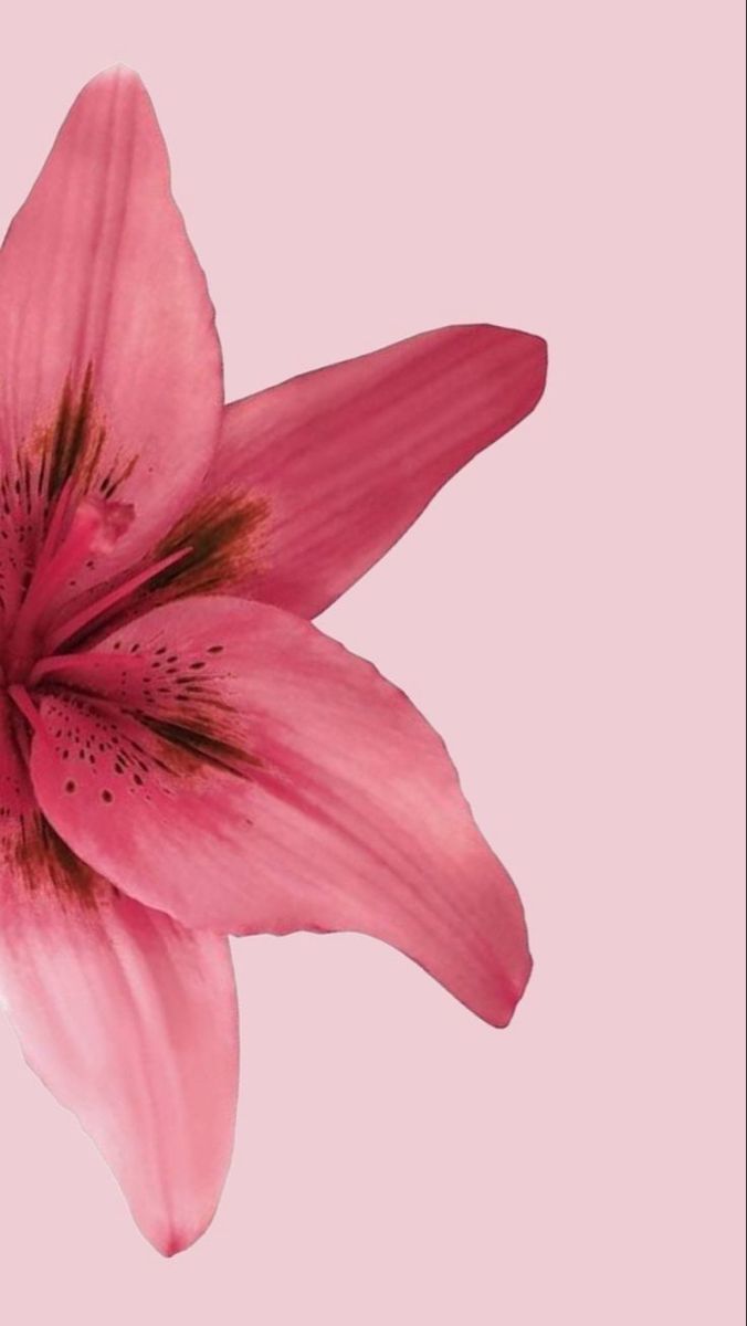 a pink flower with brown stamens against a light pink background