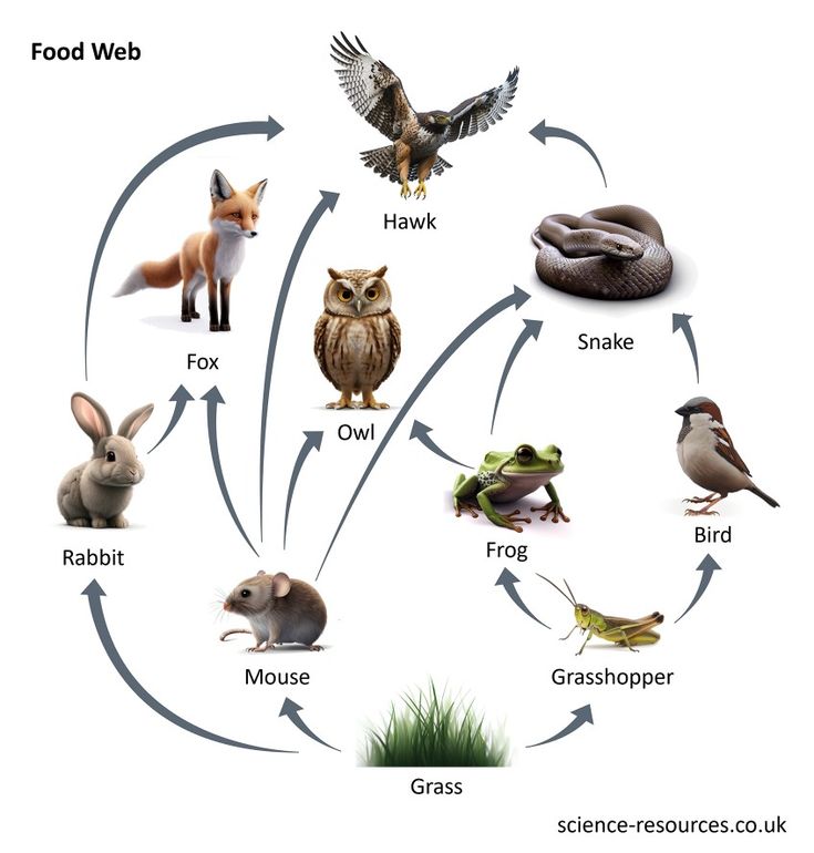 an animal life cycle is shown with different animals and their names in the diagram below