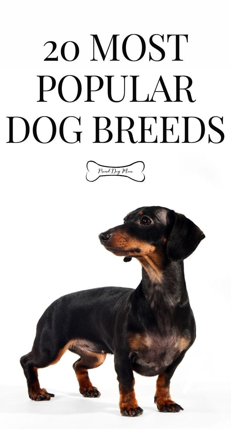 a black and brown dachshund standing in front of a white background with the words 20 most popular dog breeds