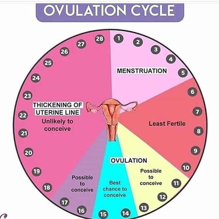 the ovulation cycle is shown in pink and blue, with words on it