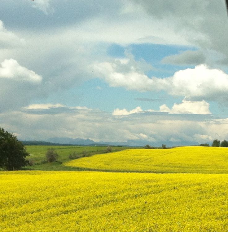 a large field with yellow flowers and trees in the distance, under a cloudy sky