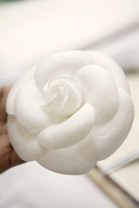 a person holding a white flower in their hand