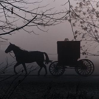 a horse pulling a buggy on a foggy day in the park with trees