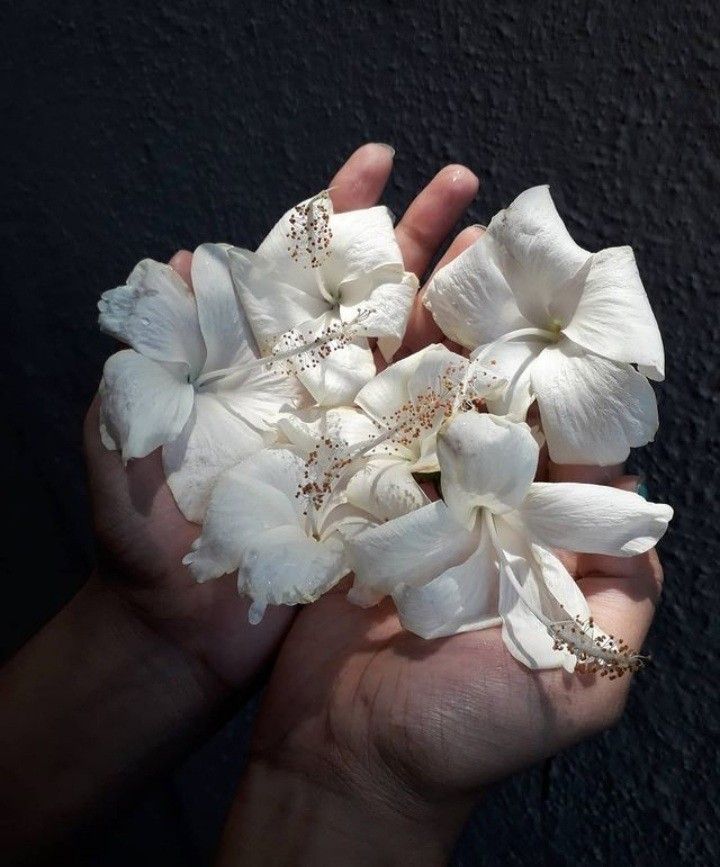 a person holding some white flowers in their hand